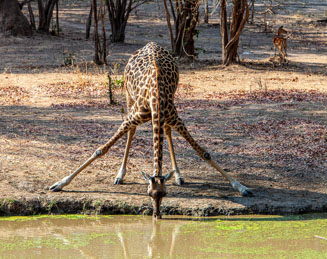 Assuming a yoga position, the “waterhole bend,” this giraffe leans into a drink. At Bilimungwe, Bushcamp Company, Mfuwe, Zambia.