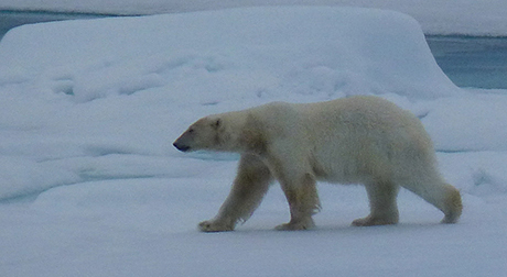 Svalbard Polar Bear!